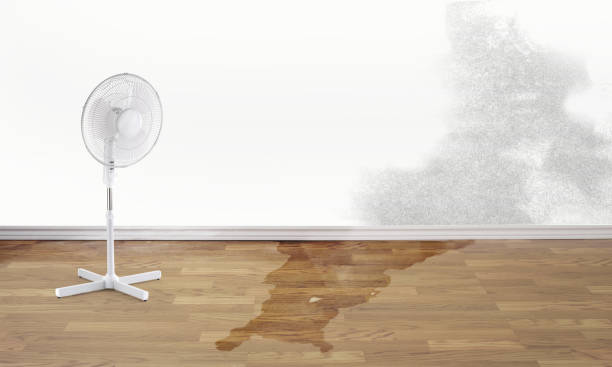 Best Water damage contractors near me  in Barrackville, WV